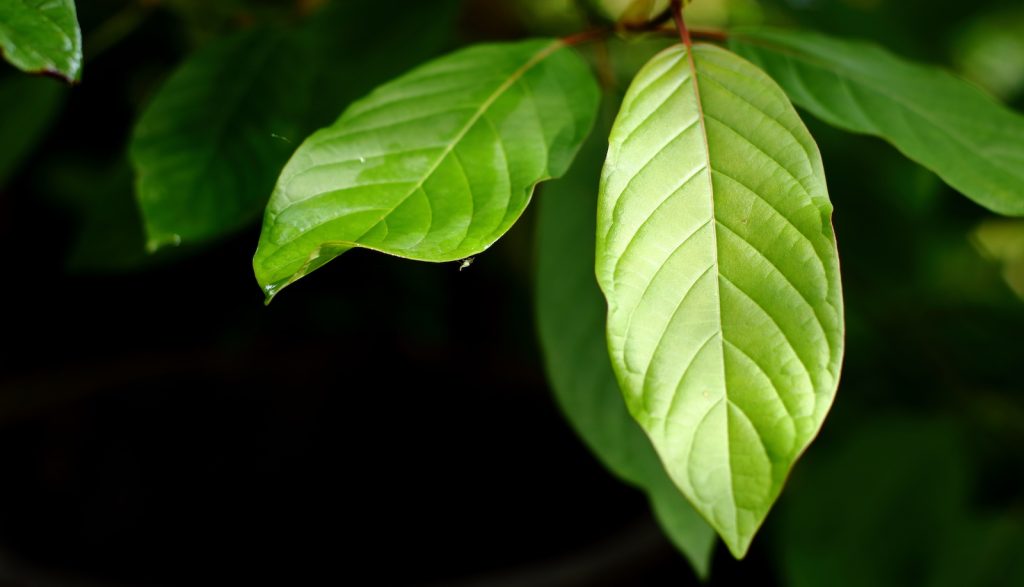 The Dangers of Kratom Powder: Side-Effects, Withdrawal, and Addiction